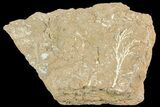 Ordovician Bryozoan (Pseudohornera) Plate - Estonia #73492-2